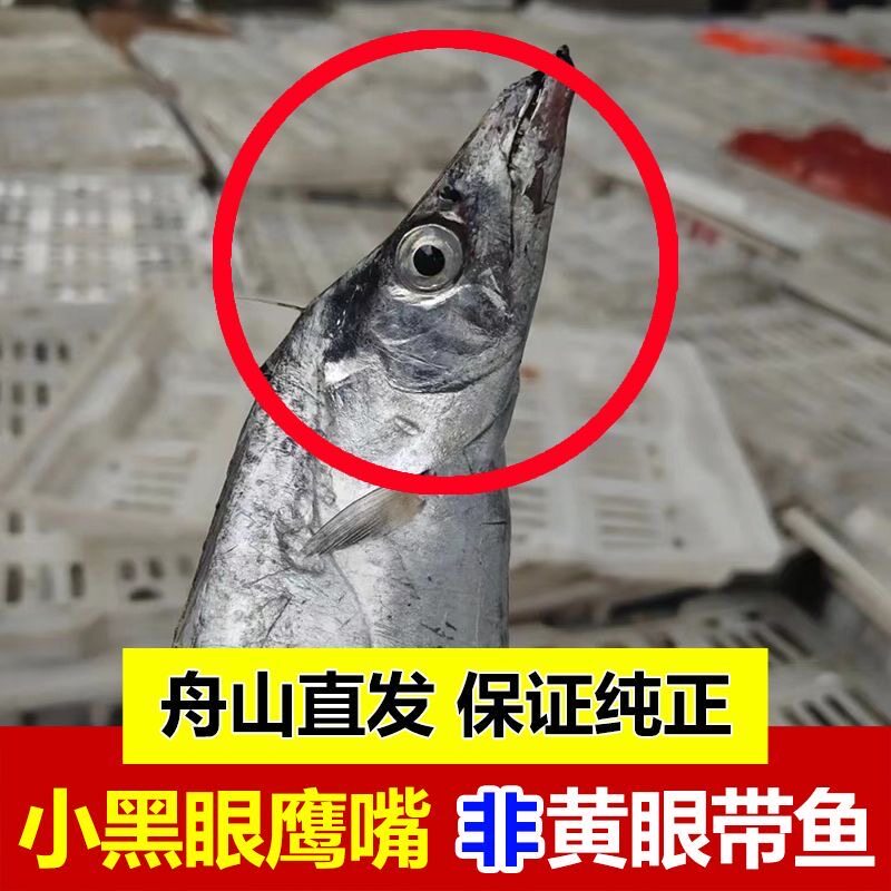 舟山带鱼东海小眼带鱼雷达网整条带鱼