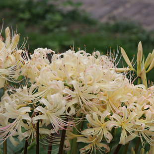 任选6件 稻草石蒜球根粉边彼岸花多季 68元 节种植曼珠沙华种子