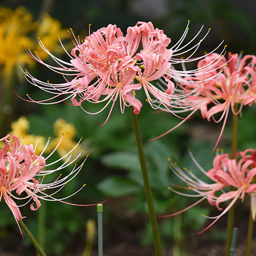 曼珠沙华价格 曼珠沙华图片 星期三