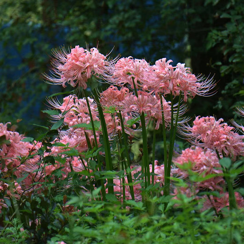 彼岸花盆栽石蒜秋季花花点时间爱