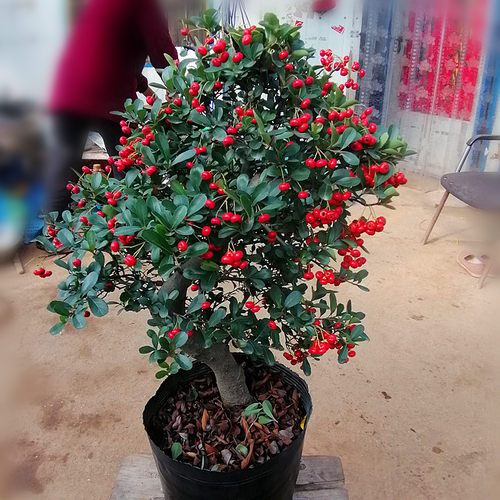 火棘盆景火棘盆景树桩庭院