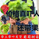 带土甜蜜蓝宝石果树阳光玫瑰葡萄树苗盆栽果树苗南北种植当年结果