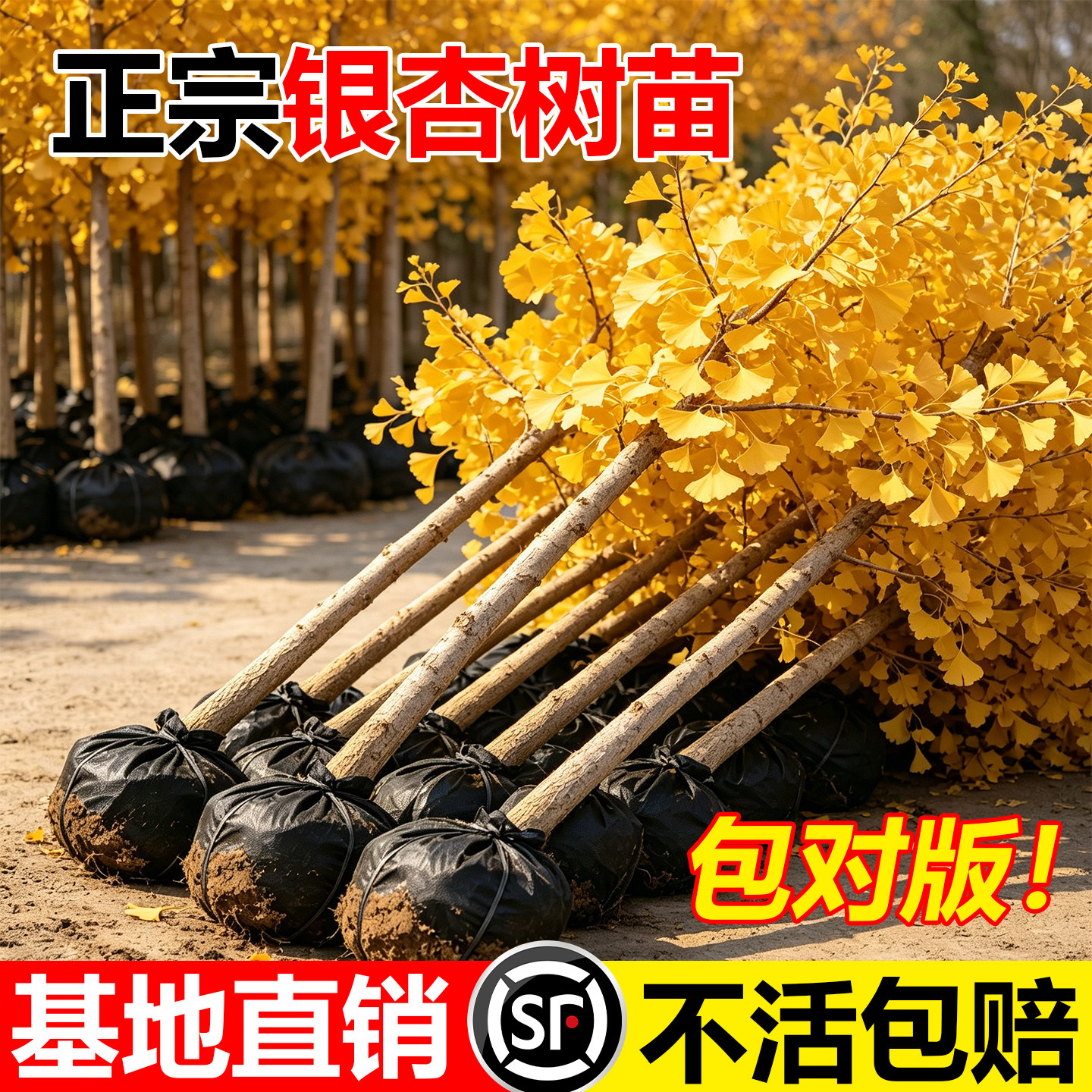 银杏树活苗金叶白果别墅庭院绿化风景拆迁大树苗南北方种植行道树