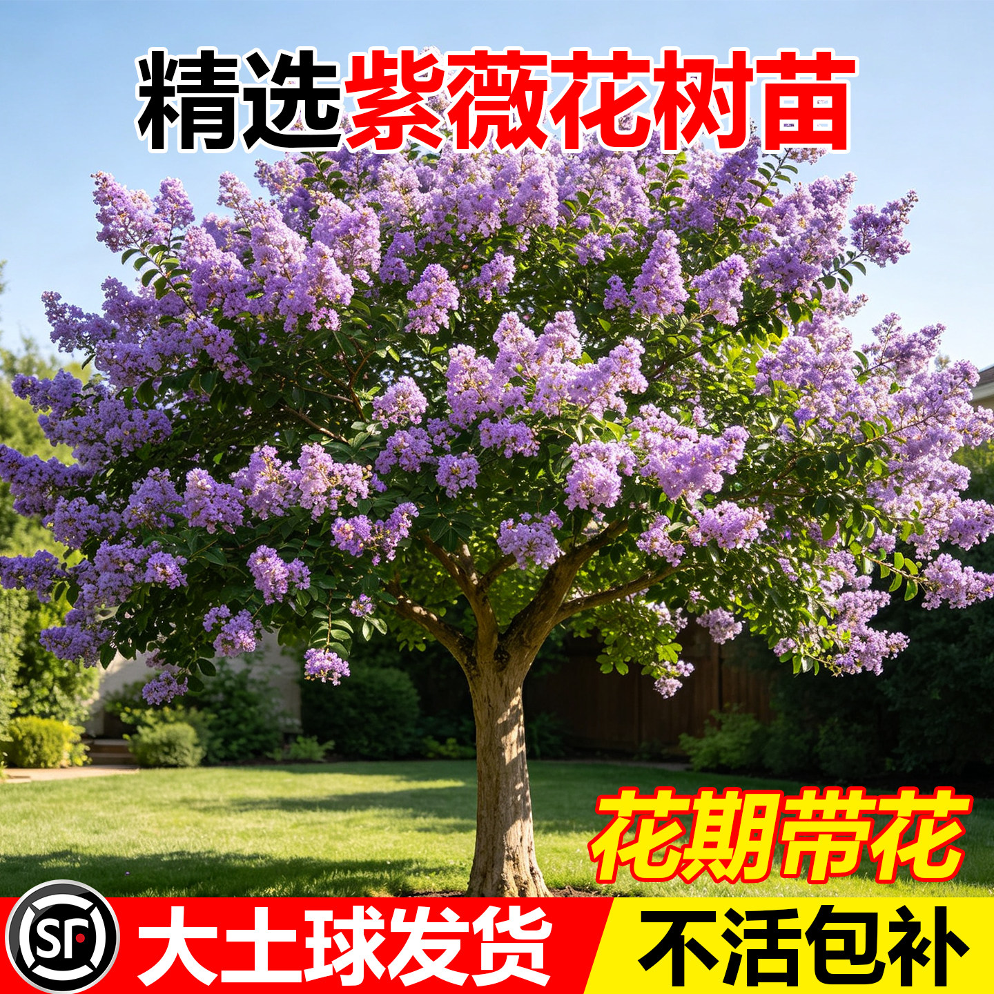 紫薇花树苗庭院别墅大型老桩室外道路绿化植物百日红花卉风景大树