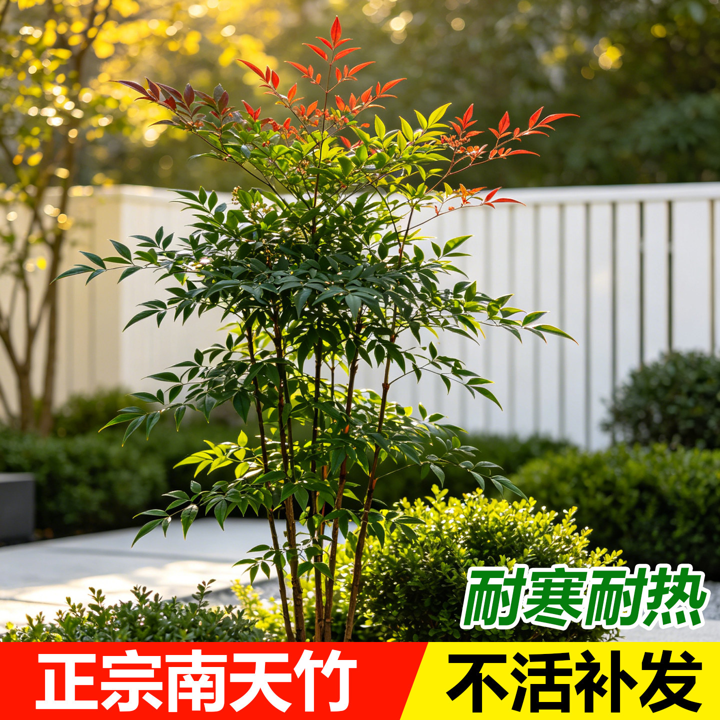 火焰南天竹盆栽室内客厅盆景室外庭院耐寒植物竹子苗花卉绿植树苗