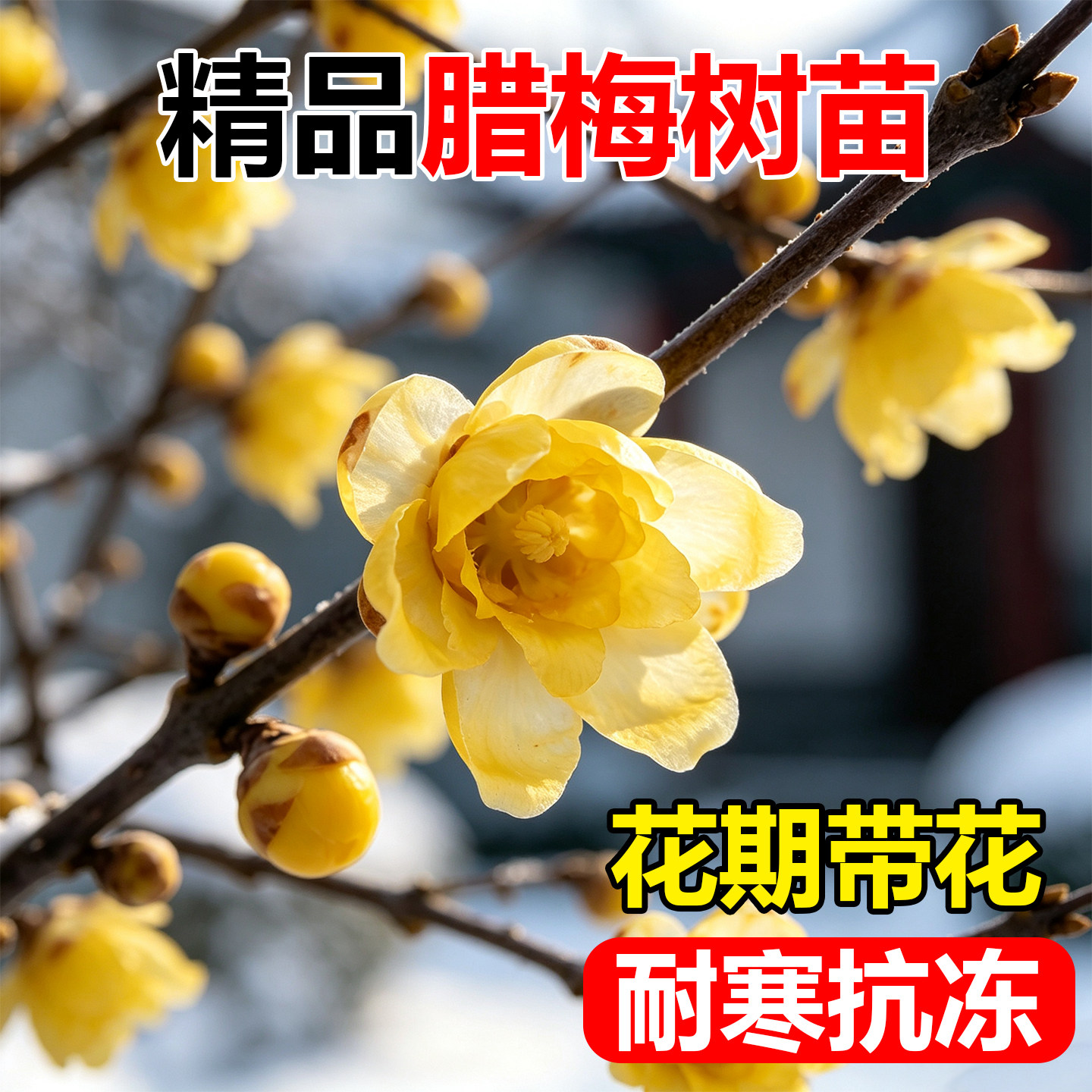 腊梅花树苗地载盆栽丛生庭院风景树梅矮化老桩耐寒红原生素心蜡梅图片