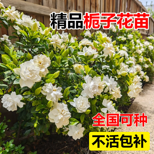 四季栀子花大叶小叶栀子盆栽庭院别墅绿化工程苗绿植基地花卉植物