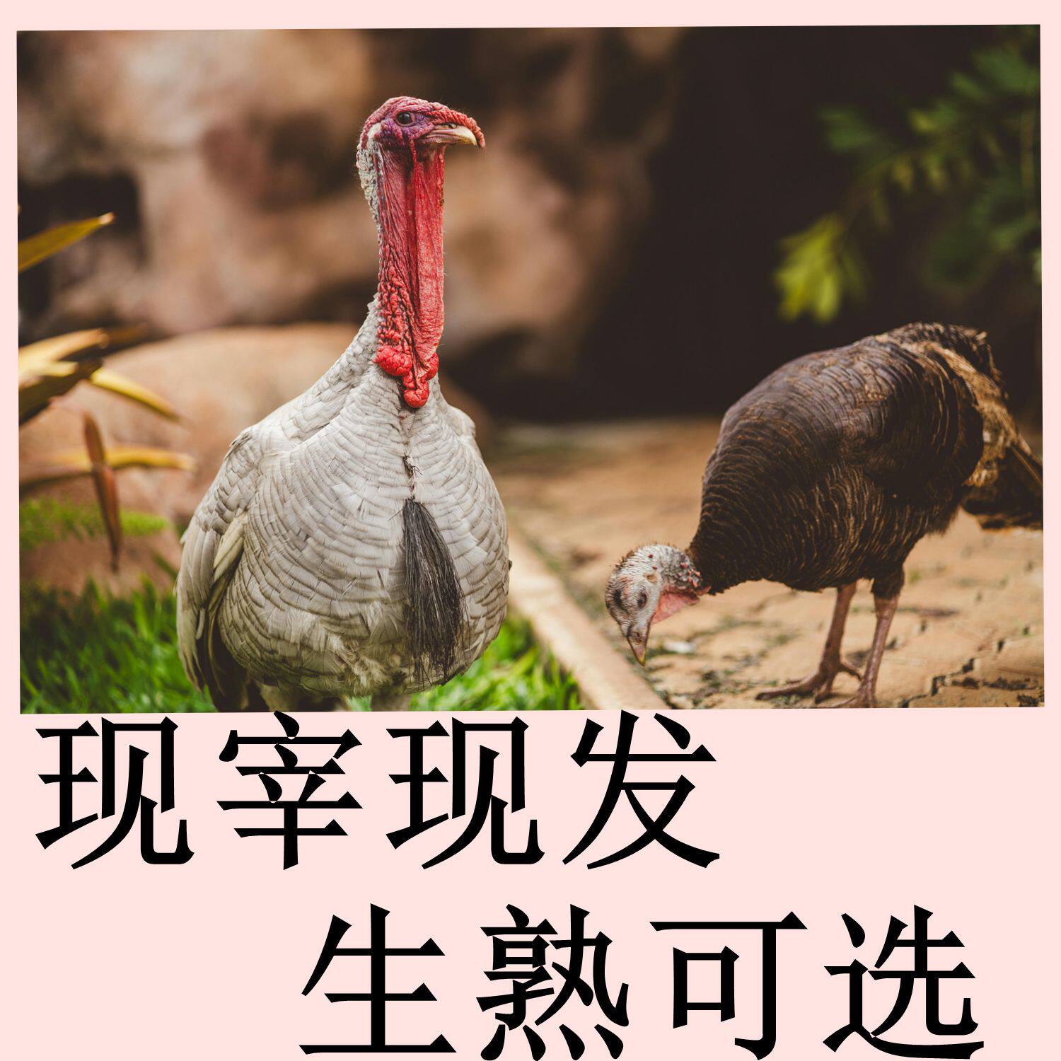火鸡肉新鲜整只 冷冻 感恩节火鸡 生火鸡整只 生鲜火鸡农场放养