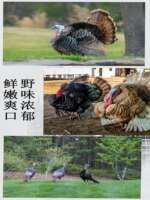 Fresh Turkey, whole frozen Thanksgiving Turkey, raw Turkey, whole fresh Turkey, free-range on the farm thumbnail 4