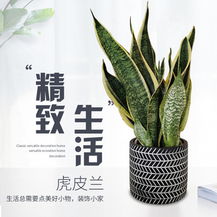 斗南绿植盆栽店室内虎皮兰原盆原土云南昆明发货甲醛客厅茶几植物