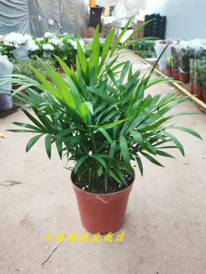 斗南绿植盆栽店袖珍椰子盆栽原盆原土云南昆明斗南发货
