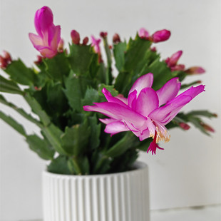 斗南绿植盆栽店蟹爪兰粉色红色白色已开花带花包邮云南昆明发货