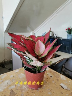 斗南绿植盆栽店中国红吉利红盆栽原盆原土云南昆明发货