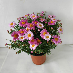 斗南绿植盆栽店玛格丽特盆栽可爱粉多色可选云南昆明发货包邮