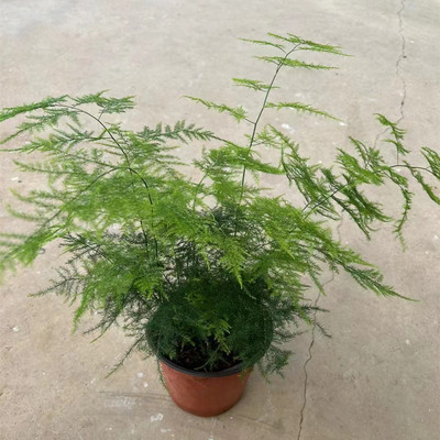 斗南原土云南昆明发货文竹盆栽