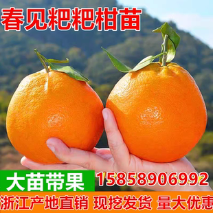 粑粑柑苗四川果树苗芦柑苗沃柑苗春见橘子苗不知火丑橘苗当年结果