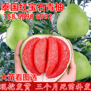 柚子树苗泰国红宝石青柚苗柚子苗带果大柚子树苗南方种植柚子树苗