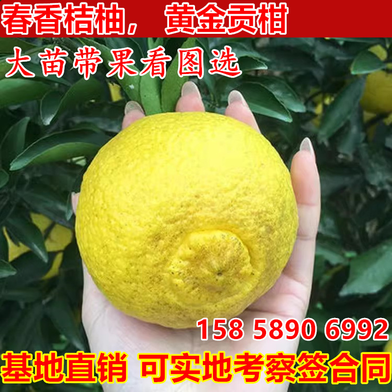 黄金贡柚苗春香桔柚苗盆栽