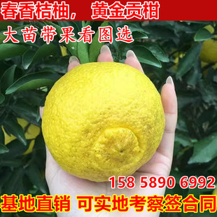 黄金贡柚苗南北方庭院地栽春香桔柚苗大树盆栽嫁接带原土当年结果