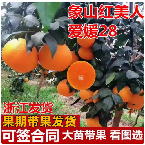 正宗爱媛28号 象山红美人爱媛38 甘平柑桔橘子苗嫁接桔子树苗带土