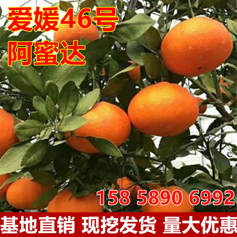 爱媛46号柑橘苗新品种果苗