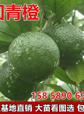 代代花泡茶 酸橙玳玳橘 回青橙代代果树苗果苗桔苗
