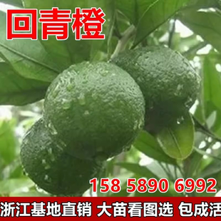 代代花泡茶 酸橙玳玳橘 回青橙代代果树苗果苗桔苗