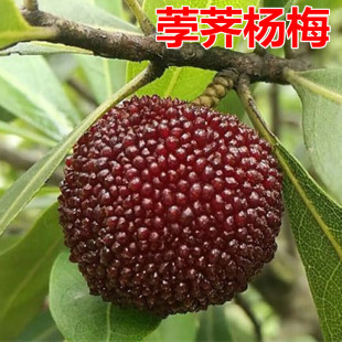 荸荠杨梅苗庭院地栽特大果树苗阳台盆栽嫁接杨梅树大树苗当年结果
