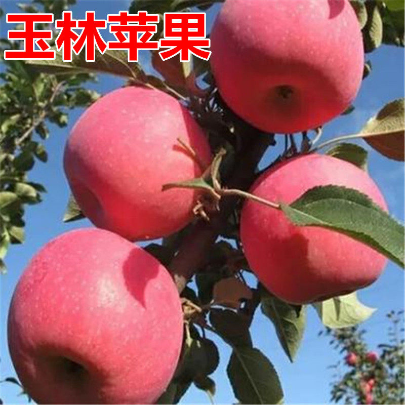 玉林苹果树苗南北方庭院地栽特大室内盆栽嫁接矮化果树当年结果图片