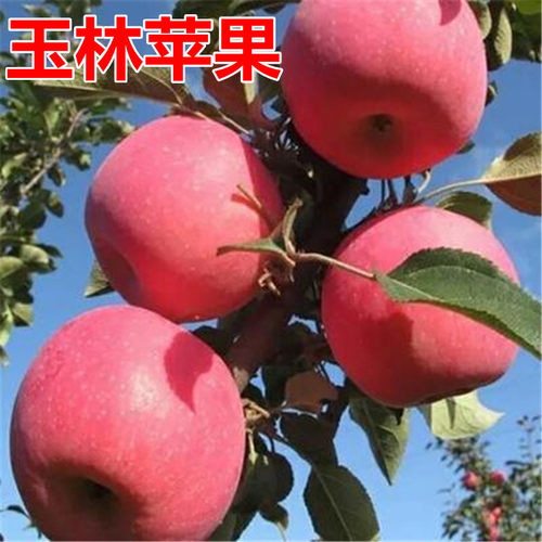 玉林苹果树苗南北方庭院地栽特大室内盆栽嫁接矮化果树当年结果