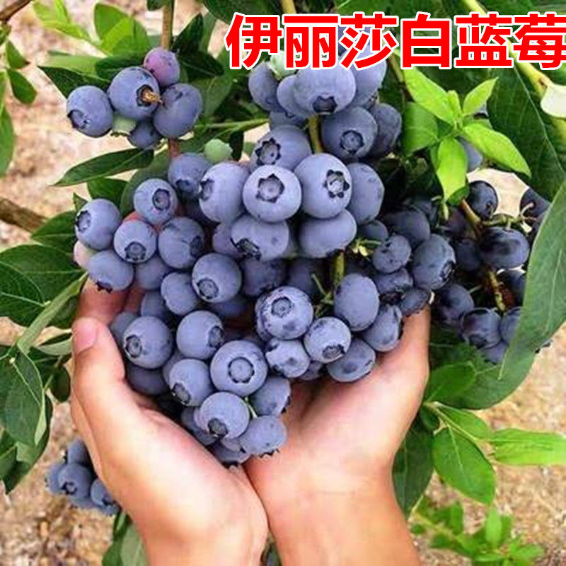 伊丽莎白蓝莓苗南北方室内外地栽四季种植阳台盆栽果树苗当年结果