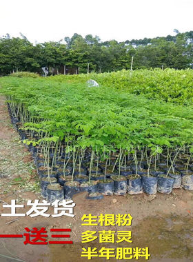 珍稀名贵神奇印度辣木正宗树苗