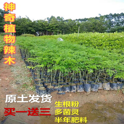 珍稀名贵神奇印度辣木正宗树苗
