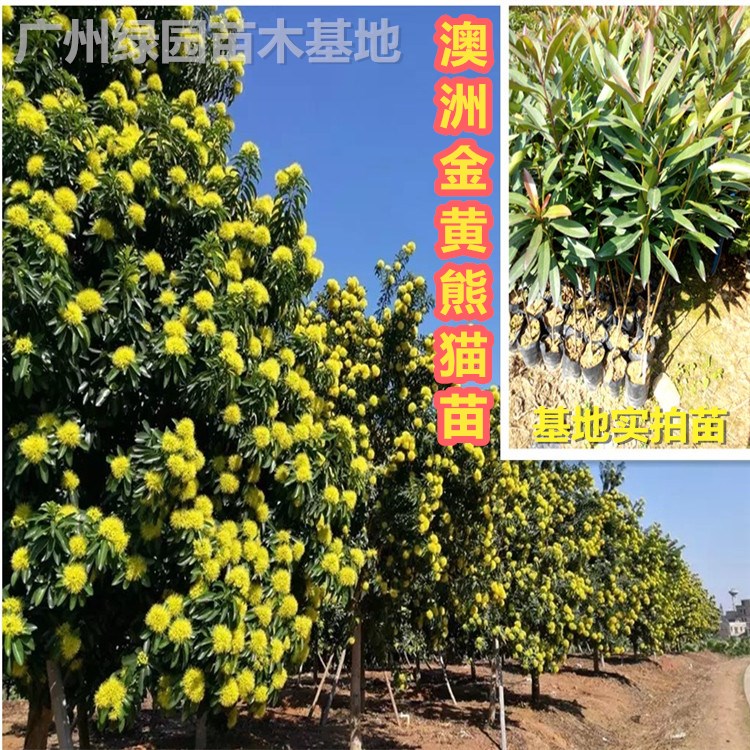 金黄熊猫树苗庭院绿化景观黄花