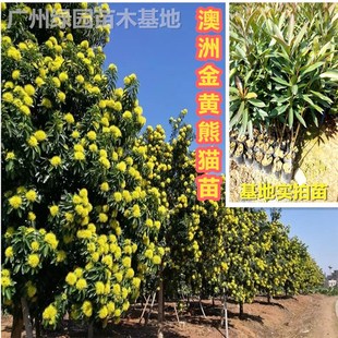 澳大利亚金黄熊猫苗金蒲桃树苗庭院绿化景观澳洲黄花树