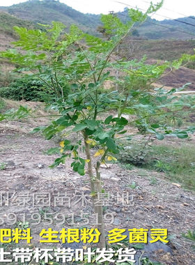 珍稀名贵神奇印度辣木正宗树苗