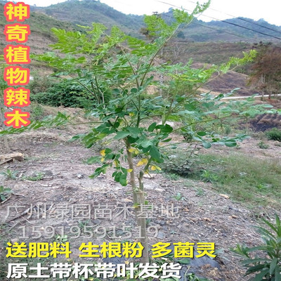珍稀名贵神奇印度辣木正宗树苗