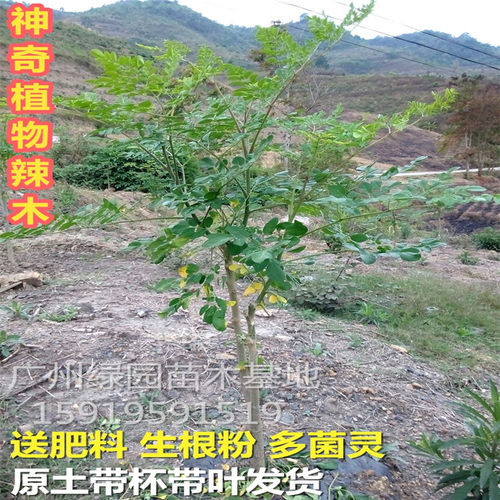 珍稀名贵神奇印度辣木正宗树苗