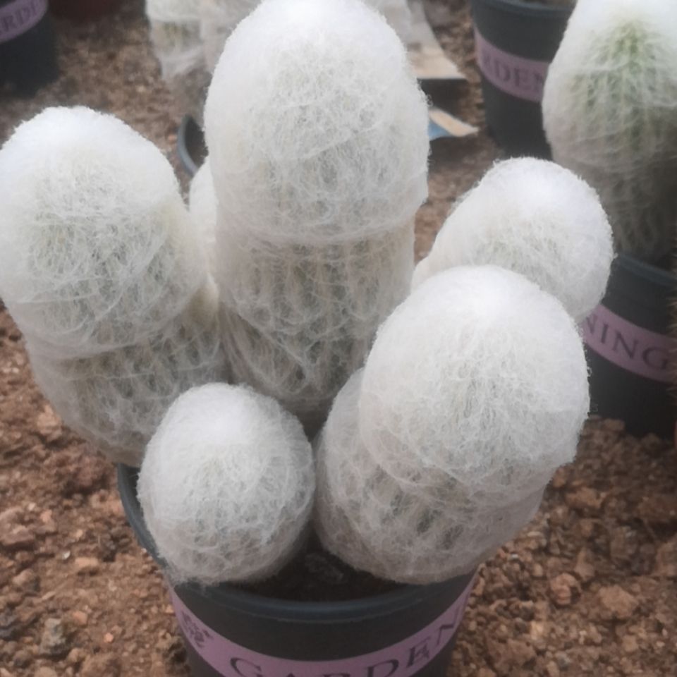 仙人球办公室绿植超大多头老乐柱