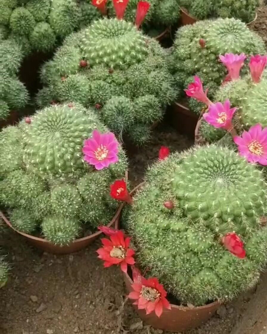 卡莱主教 复色花仙人球沟宝山属 阳台净化空气开花多肉植物盆栽