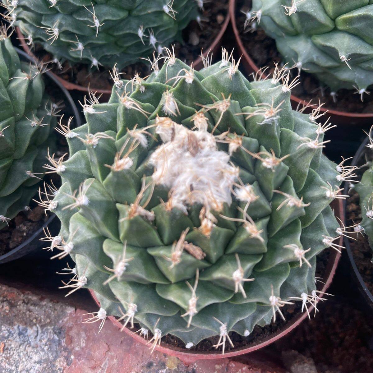 开花仙人球吸甲醛帝冠