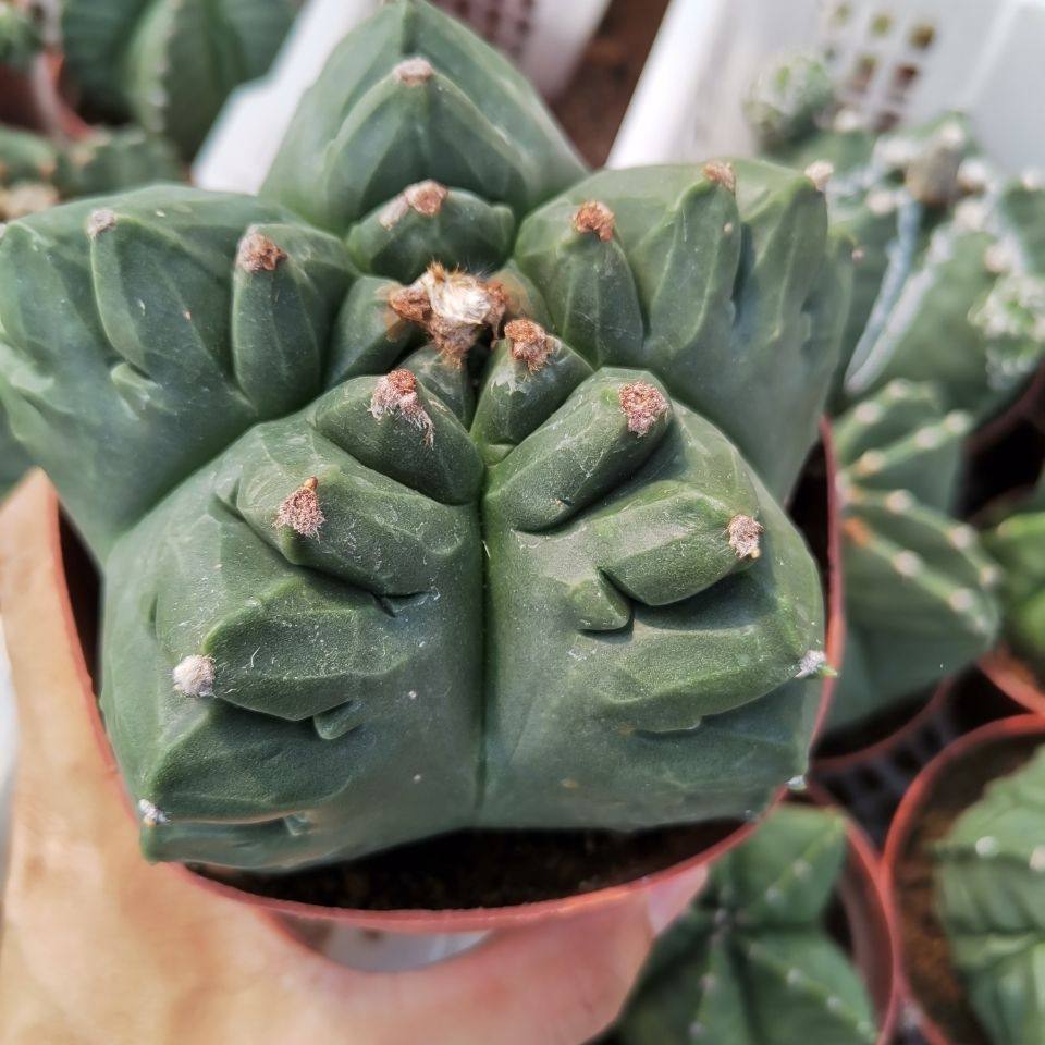仙人球植物防辐射一物一拍