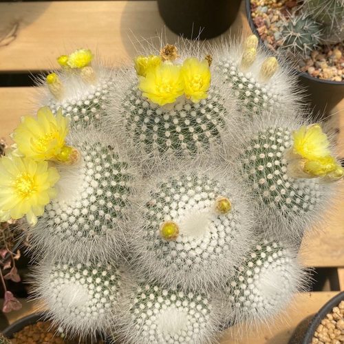 仙人球白小丁不扎手多头多肉软毛室内盆栽办公室植物桌面