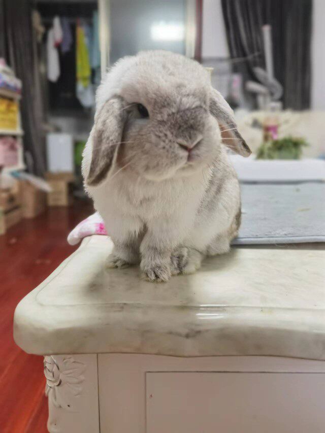 上海家养包子脸双血统垂耳兔宝宝【特价】