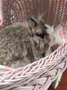 上海家养侏儒兔宝宝毛色漂亮体型圆圆的性格温顺粘人适合