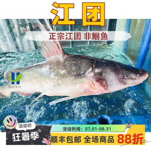 正宗江团新鲜鮰鱼现杀上海可活体