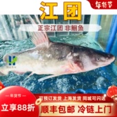 江团 非清江鱼鲜活现杀新鲜长吻肥沱王回头渡红烧烤鱼钩黔钳鱼
