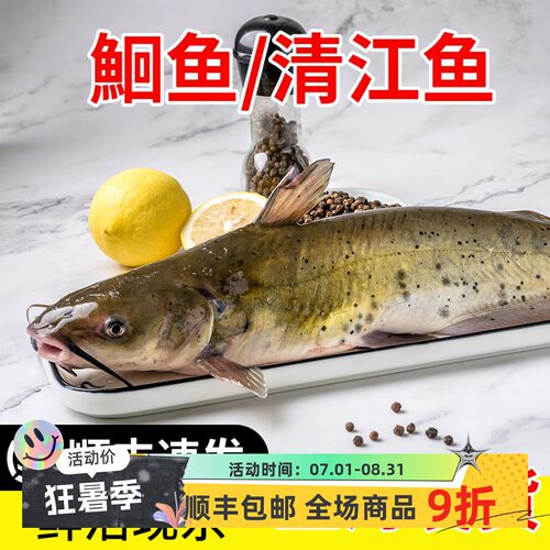鲜活清江鱼整条江苏叉尾鮰鱼