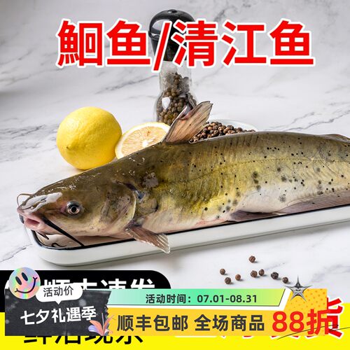 鲜活清江鱼整条江苏叉尾鮰鱼