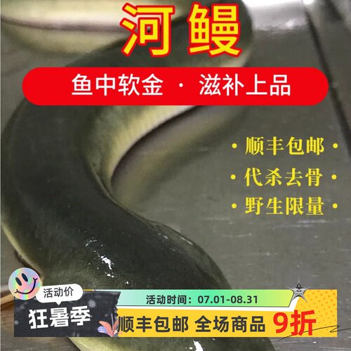 河鳗包活鲜活现杀江苏正宗野整条